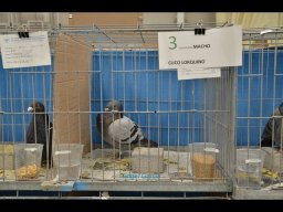 Concurso de Palomas 2012